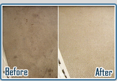 Professional Carpet Stain Removal